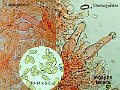 Inocybe lacera-amf1011-micro